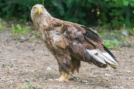 Attēlu rezultāti vaicājumam “Haliaeetus albicilla”