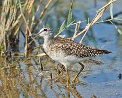 Attēlu rezultāti vaicājumam “Tringa glareola”