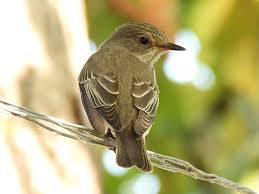 Attēlu rezultāti vaicājumam “Muscicapa striata”