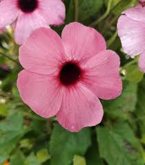 Image result for Thunbergia alata