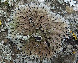 Attēlu rezultāti vaicājumam “Physconia distorta”