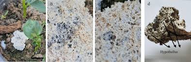 Attēlu rezultāti vaicājumam “Diderma crustaceum spores”