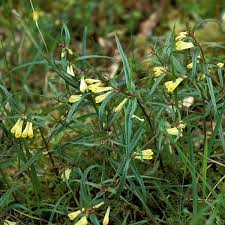 Attēlu rezultāti vaicājumam “Melampyrum pratense leaf”