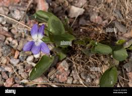 Attēlu rezultāti vaicājumam “Viola collina”