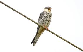 Image result for Falco amurensis