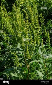 Attēlu rezultāti vaicājumam “Rumex confertus fruit”