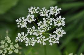 Attēlu rezultāti vaicājumam “Umbelliferae”