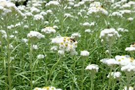 Attēlu rezultāti vaicājumam “Anaphalis margaritacea leaf”