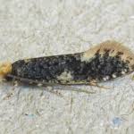 Attēlu rezultāti vaicājumam “Monopis weaverella”