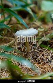 Attēlu rezultāti vaicājumam “Collybia tuberosa”
