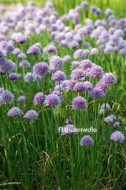 Attēlu rezultāti vaicājumam “Allium schoenoprasum flower”