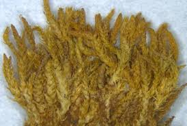 Attēlu rezultāti vaicājumam “Eurhynchiastrum pulchellum macro”