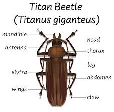 Attēlu rezultāti vaicājumam “Blattoptera”
