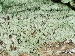 Attēlu rezultāti vaicājumam “Lepraria”