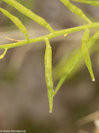 Attēlu rezultāti vaicājumam “Sinapis arvensis fruit”