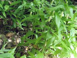 Attēlu rezultāti vaicājumam “Diderma globosum sessile”