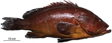 Image result for Epinephelus marginatus