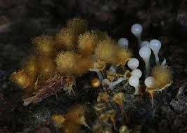 Attēlu rezultāti vaicājumam “Hemitrichia clavata young”