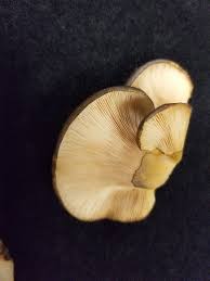 Attēlu rezultāti vaicājumam “Panellus serotinus”