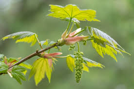 Attēlu rezultāti vaicājumam “Acer pseudoplatanus flower”