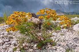 Attēlu rezultāti vaicājumam “Euphorbia cyparissias flower”