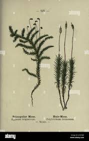 Attēlu rezultāti vaicājumam “Polytrichastrum formosum”