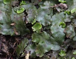 Attēlu rezultāti vaicājumam “Conocephalum”