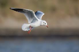 Attēlu rezultāti vaicājumam “Larus ridibundus”