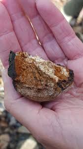 Attēlu rezultāti vaicājumam “Phellinus tremulae”