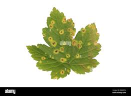 Attēlu rezultāti vaicājumam “Rhytisma acerinum”