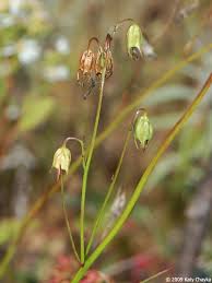 Attēlu rezultāti vaicājumam “Campanula rotundifolia leaf”