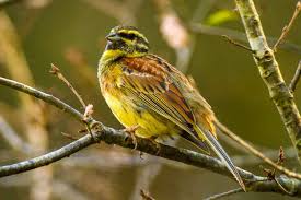 Image result for Emberiza cirlus