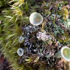 Attēlu rezultāti vaicājumam “Illosporiopsis christiansenii”