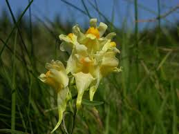 Image result for Linaria vulgaris