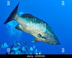 Image result for Mycteroperca rubra