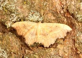 Attēlu rezultāti vaicājumam “Idaea emarginata”