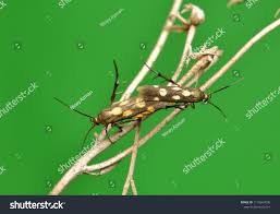 Attēlu rezultāti vaicājumam “Scythrididae”