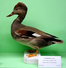 Attēlu rezultāti vaicājumam “Anas strepera”