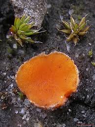 Attēlu rezultāti vaicājumam “Octospora humosa”