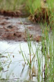 Attēlu rezultāti vaicājumam “Carex limosa fruit”