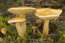 Attēlu rezultāti vaicājumam “Suillus bovinus”