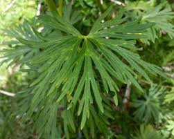 Attēlu rezultāti vaicājumam “Aconitum napellus leaf”