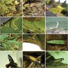 Attēlu rezultāti vaicājumam “Tischeriidae”