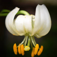 Image result for Lilium martagon Alba