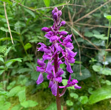 Attēlu rezultāti vaicājumam “Orchis mascula flower”