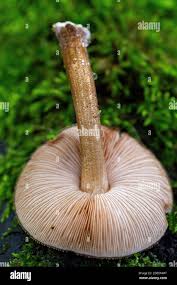 Attēlu rezultāti vaicājumam “Pluteus umbrosus”