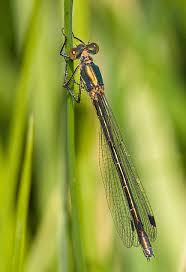 Attēlu rezultāti vaicājumam “Lestes dryas male”