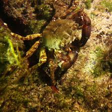 Image result for Eriphia verrucosa