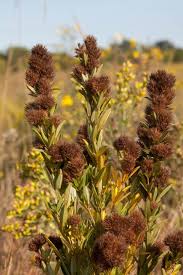 Attēlu rezultāti vaicājumam “Trifolium repens fruit”