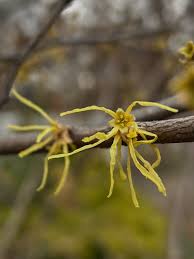 Attēlu rezultāti vaicājumam “Hamamelis virginiana bud”
